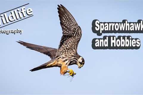 Sparrowhawk and Hobbies | UK Wildlife and Nature Photography | Canon R5