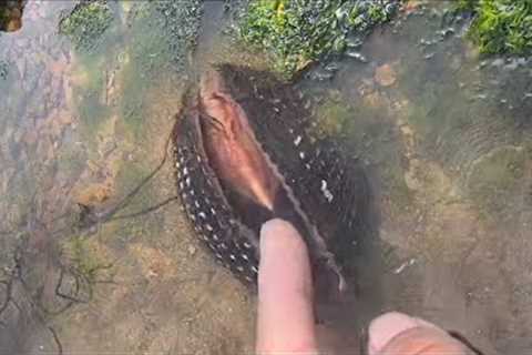 Fishermen catch crab, starfish and conch. Catching seafood. Coastal foraging. Catch sea creature.