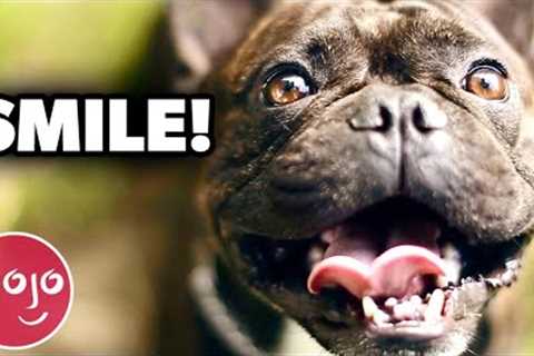 Top 20 Coolest Tricks to Teach Your Dog