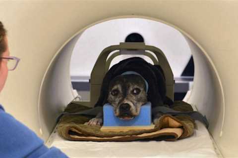 Machine learning allows us to see how the brain of a dog interprets what it sees