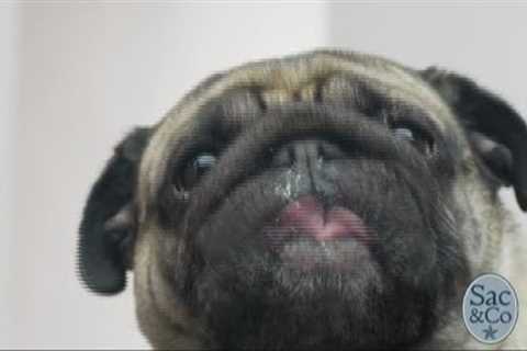Do Pets Help Reduce Stress?