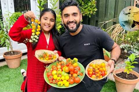 Harvesting Tomatoes and Tips on Plant Care | Malang Log Official