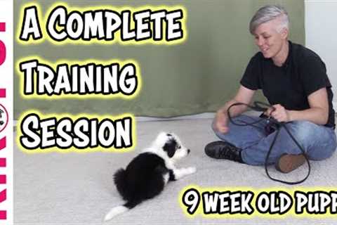 Complete training session with 9 week old puppy