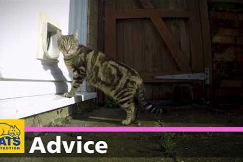 How to teach your cat to use a cat flap