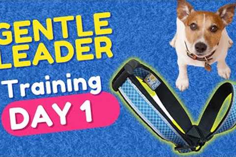 Dog Vlog: Using a Head Halter for the First Time + Doggy Football! ⚽🐕
