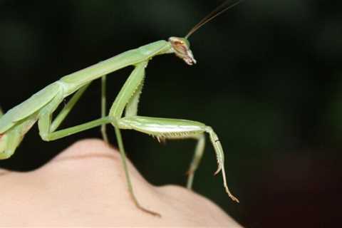 Can You Hold a Praying Mantis?