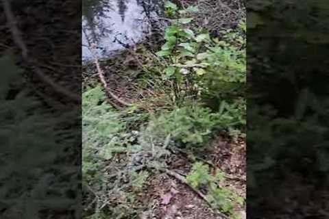 Great blue heron made a mess around my trail camera! 💩