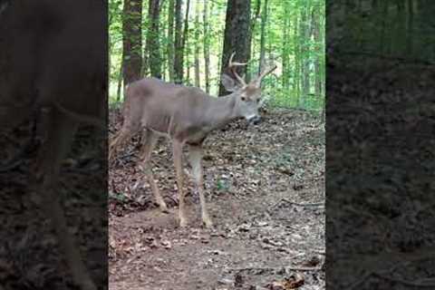 Trail Camera: Two White-Tail Bucks Walk By!!!