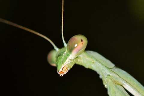 Do Praying Mantis Spit?