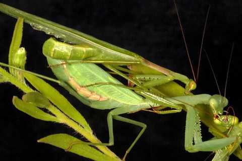 When Do Praying Mantis Mate?