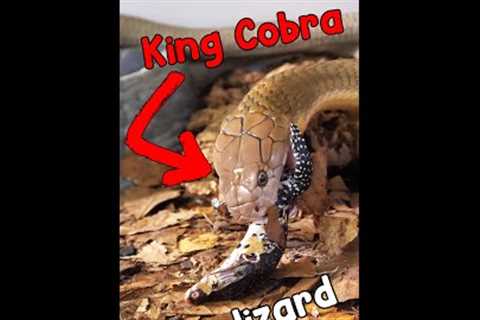 SNAKE FEEDING❗️ KING COBRA EATS LIZARD!