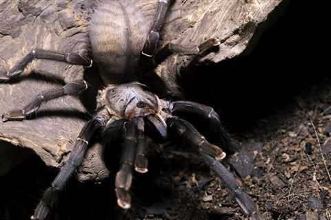 Do Tarantulas Drink Water?
