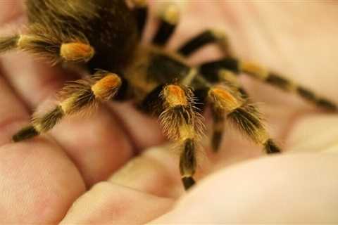 Do Tarantulas Like Being Handled?