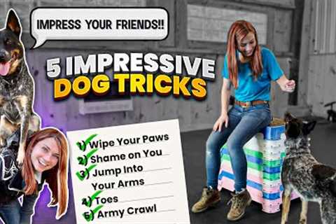Easily Teach Your Dog Five Unique Dog Tricks!