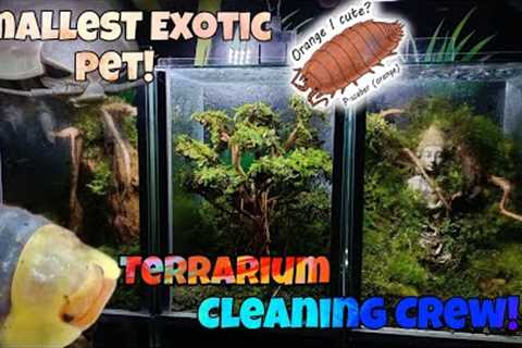 The Cleaner of terrariums! Isopods and Springtails