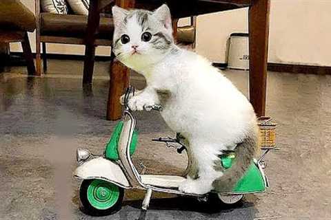 Funny Cats And Dogs Videos 😺😍 #25