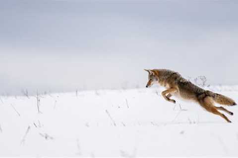 10 Tips for Improving Your Wildlife Photography