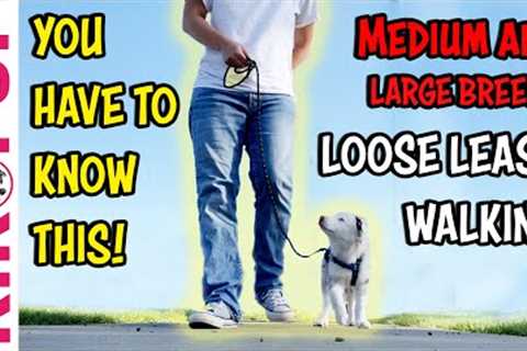 Large breed leash walking tip - Professional Dog Training