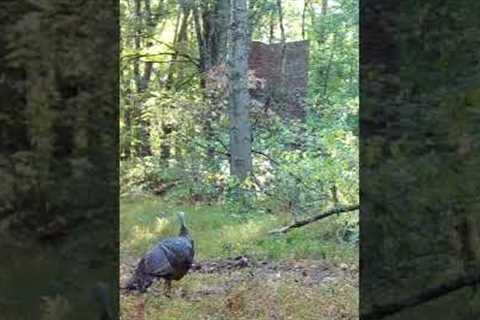 Trail Camera: Crazy Turkey!!!