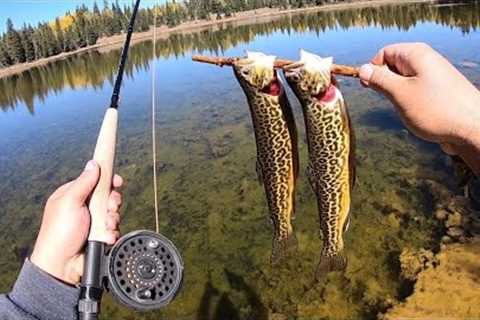 Fall Is Here! Fly Fishing for Cutthroat and Tiger Trout!! (Catch &amp; Cook)