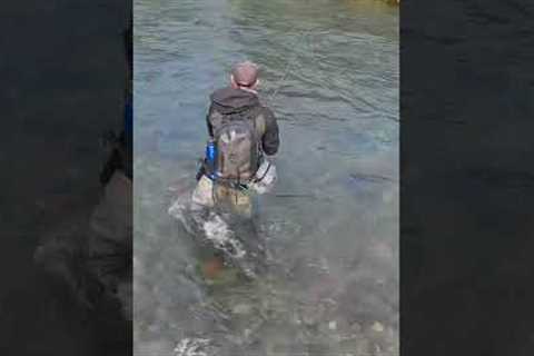 Big trout behind a log! #flyfishing
