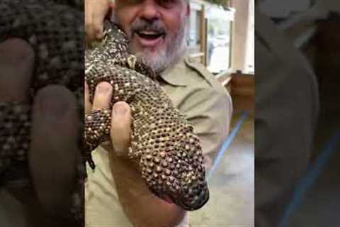 This Beaded Lizard Will Make You A Little Jumpy! 🦎😬