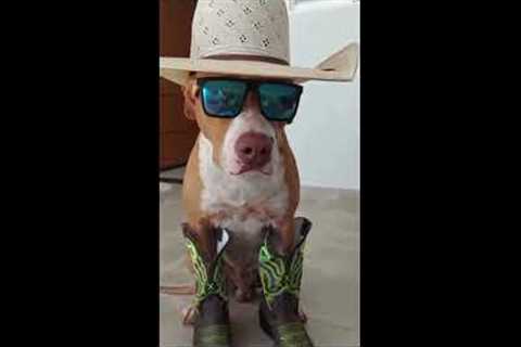 Funniest Dogs and Cat's Part -2। Viral Video। YouTube Videos। Funny video