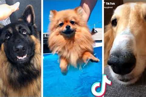 Best Compilation of Funny DOGS &amp; Cute PUPPIES! 🐶🐶