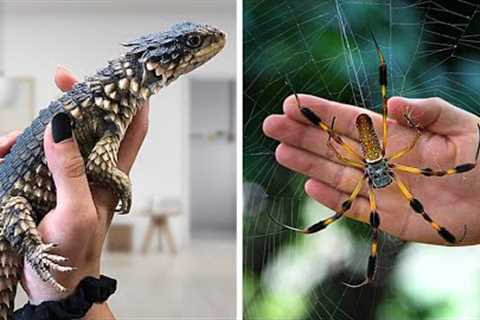 11 Craziest Pets People Actually Own
