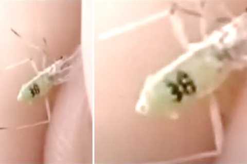 Someone Just Found A Wild Mosquito But After Taking A Closer Look Made A Strange Discovery