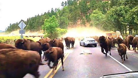 Yellowstone National Park Rangers Just Announced A Chilling Discovery ...