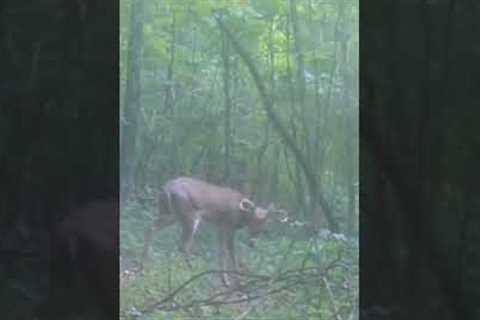 Pennsylvania Buck on trail camera #trailcamology #shorts