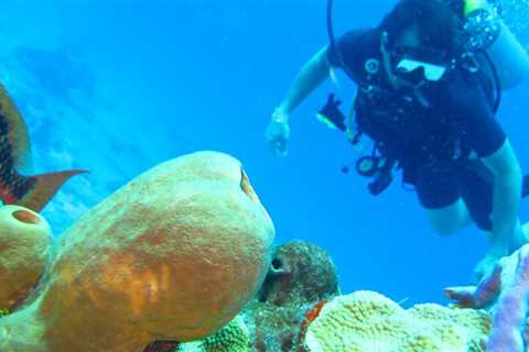 The 7 Top Places to Dive in the USA You Will Not Believe