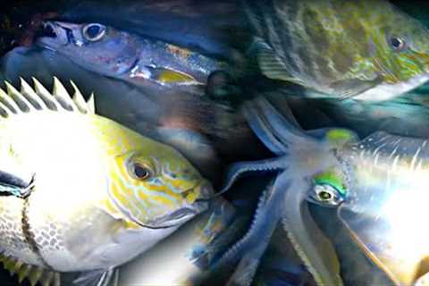 night Spearfishing, fishing, fishing Vidio, catch and cook, fish catching, spearo pemula