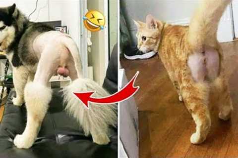Funniest Kittens - Cute Funny Dog and Cat Videos - Part 26