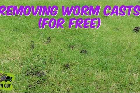 HOW TO REMOVE WORM CASTS (For Free)