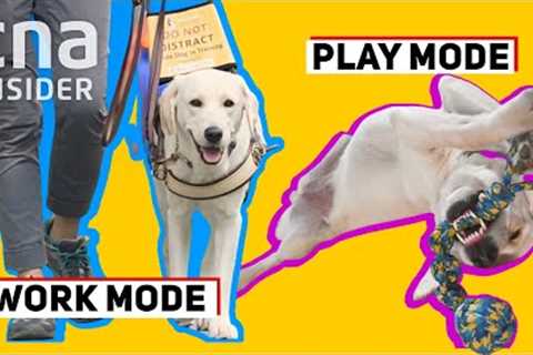 Goldador Puppy Learning To Be A Guide Dog