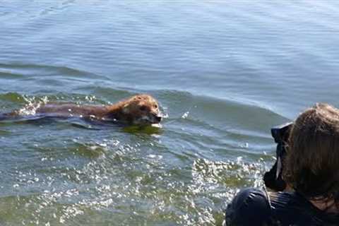 Swimming with WILD FOX in AUSTRALIA (Amazing Animal Encounter)