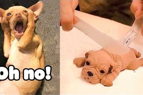 Funniest Kittens - Cute Funny Dog and Cat Videos - Part 27