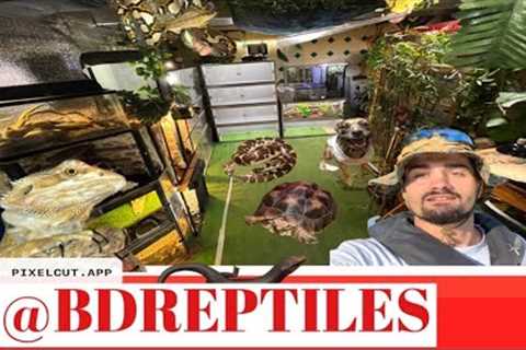 REPTILE FEEDING! 🐍 #bdreptiles #mylife #reptiles #reptilelove #reptileroom #turtle #snake