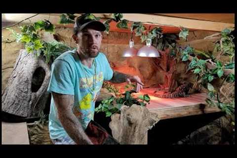 New Croc Monitor Enclosure and Reticulated Python Breeding Season Has Arrived!!!