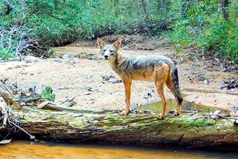 Trail Camera Setup/Pickup: Wildlife of the Deep South