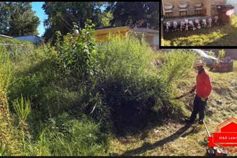 Even The Neighbors Told Us To Be Careful With This Extremely Overgrown Yard (big transformation)