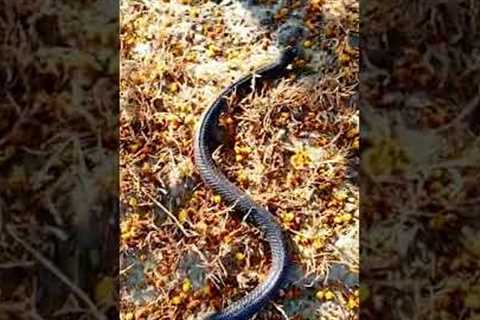 black cobra in real Snake vedio || snake || king cobra #kingcobra #snake #shorts #snakeheadhunting