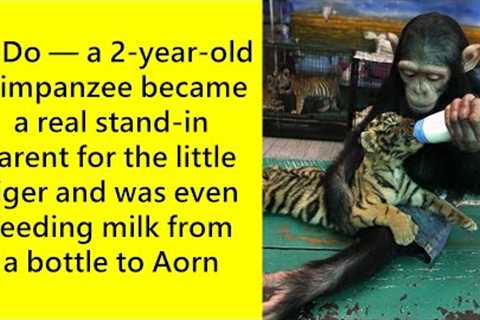 Friendships Between Animals Who Were Meant to Spend a Lifetime Together