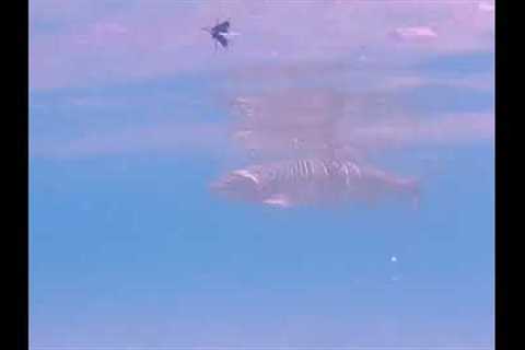 What a Trout Refusal Looks Like UNDERWATER