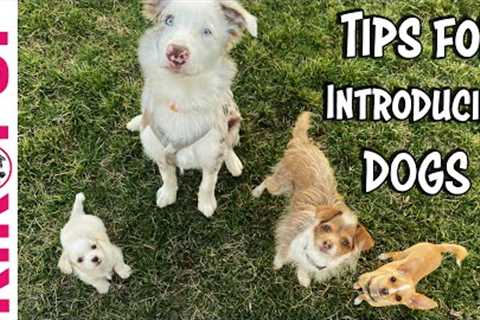 Tips for INTRODUCING Dogs - Professional Dog Training