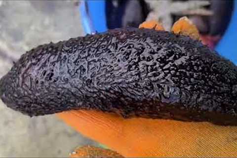 Fishermen catch crab and sea cucumber. Catching seafood. Coastal foraging. Catch the sea.