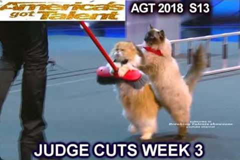 The Savitsky Cats FULL PERFORMANCE New Cats &amp; Tricks  America's Got Talent 2018 Judge Cuts 3 AGT