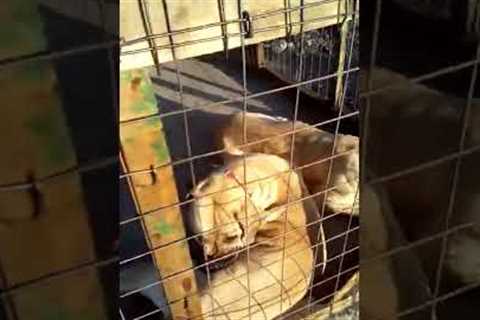 Bulldogs training and breeding with  Germany Shepard dog